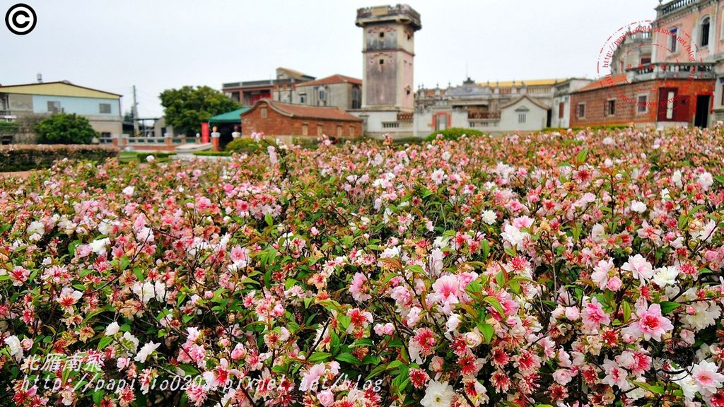 金門水頭得月樓前重瓣郁李(Prunus japonica 'Sinensis')1241