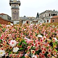 金門水頭得月樓前重瓣郁李(Prunus japonica 'Sinensis')1253