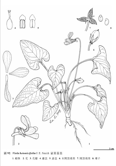金門植物誌箭葉菫菜