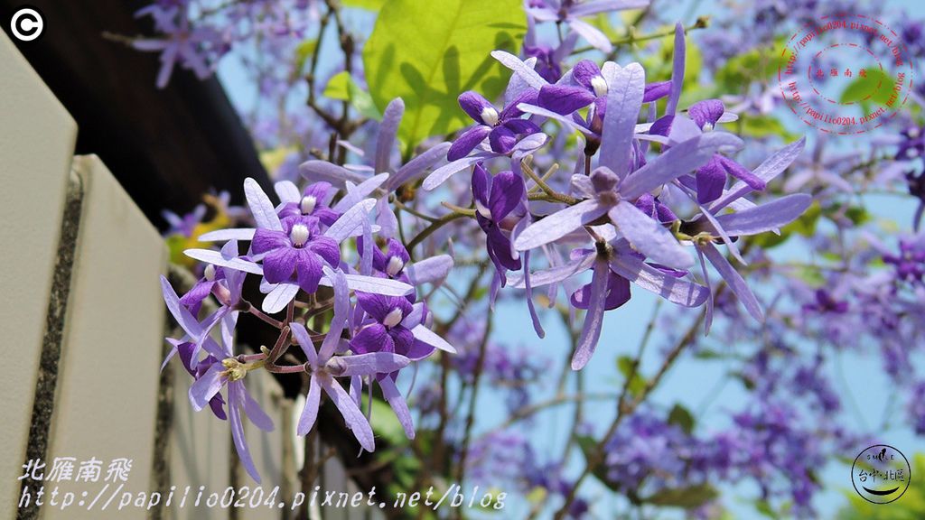 10科博館藍花藤(錫葉藤).JPG 10科博館藍花藤(錫葉藤).JPG