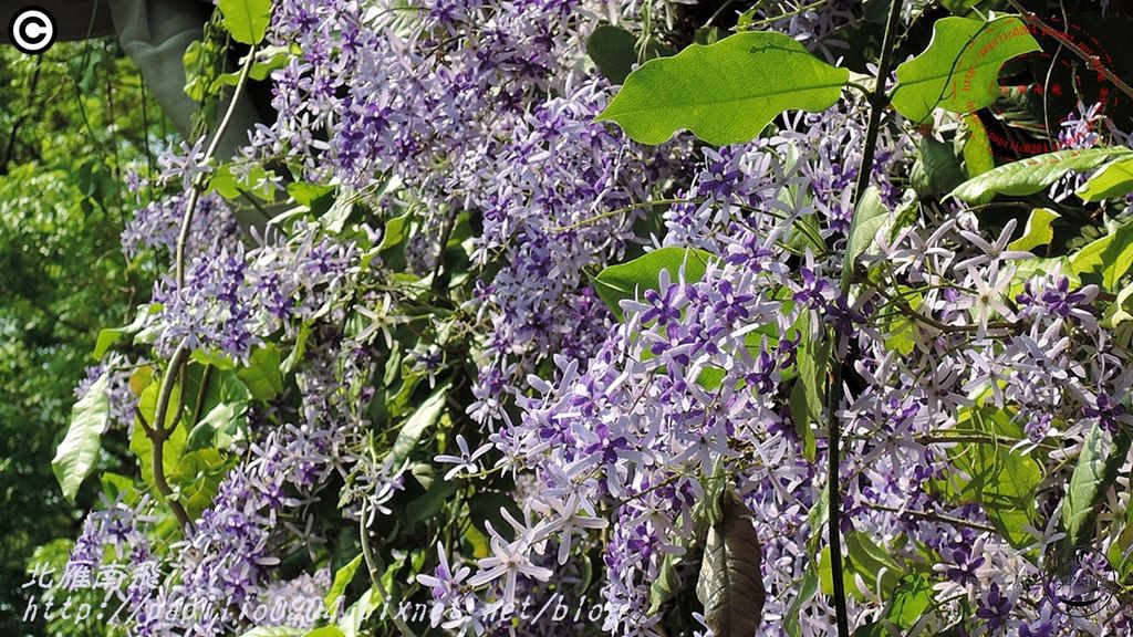 14台中藍花藤(錫葉藤).JPG