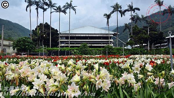 02礁溪孤挺花久雅花海景觀(久雅植科).JPG