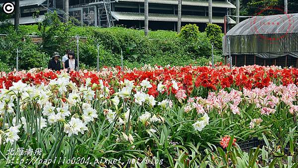 05礁溪孤挺花久雅花海景觀(久雅植科).JPG