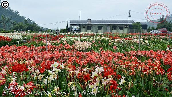 11礁溪孤挺花久雅花海景觀(久雅植科).JPG