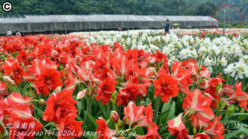 15礁溪孤挺花久雅花海景觀(久雅植科).JPG