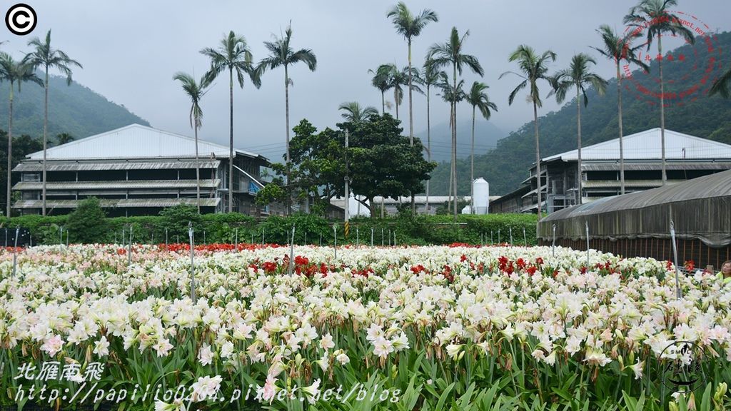 25礁溪孤挺花久雅花海景觀(久雅植科).JPG