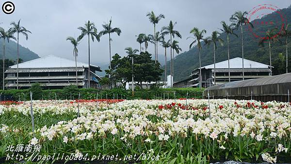 26礁溪孤挺花久雅花海景觀(久雅植科).JPG