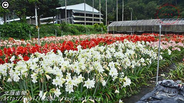 27礁溪孤挺花久雅花海景觀(久雅植科).JPG