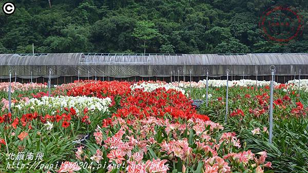 28礁溪孤挺花久雅花海景觀(久雅植科).JPG