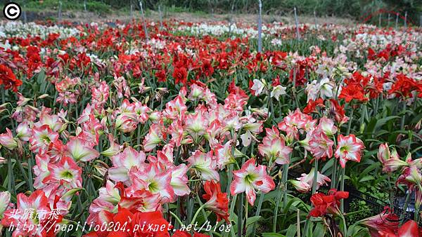 31礁溪孤挺花久雅花海景觀(久雅植科).JPG