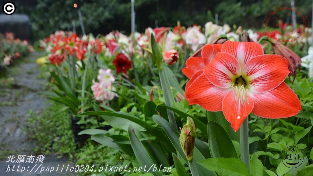 36礁溪孤挺花久雅花海景觀(久雅植科).JPG