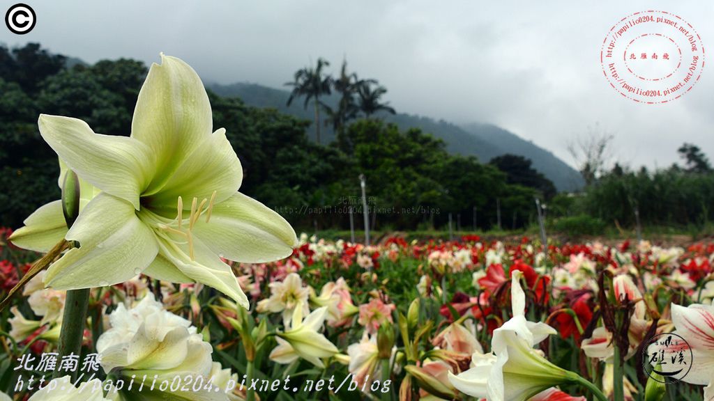 38礁溪孤挺花久雅花海景觀(久雅植科).JPG