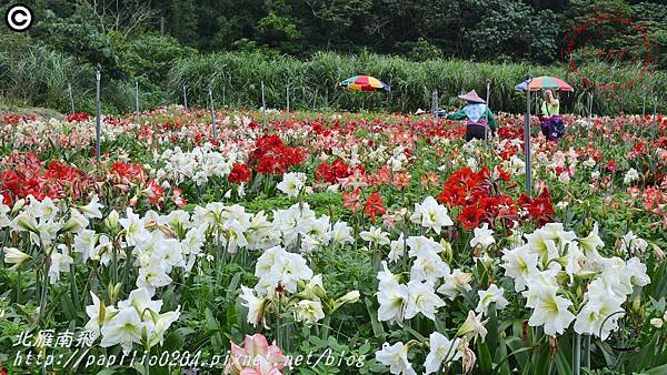 42礁溪孤挺花久雅花海景觀(久雅植科).JPG