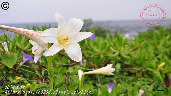 鐵砲百合(彭佳嶼 2015.05.03)02.JPG