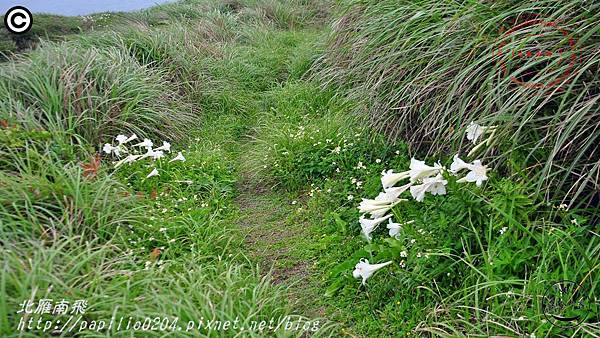 鐵砲百合(彭佳嶼 2015.05.03)07.JPG