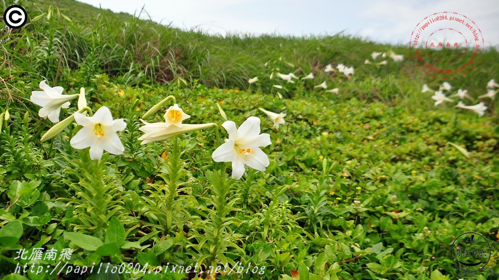 鐵砲百合(彭佳嶼 2015.05.03)11.JPG