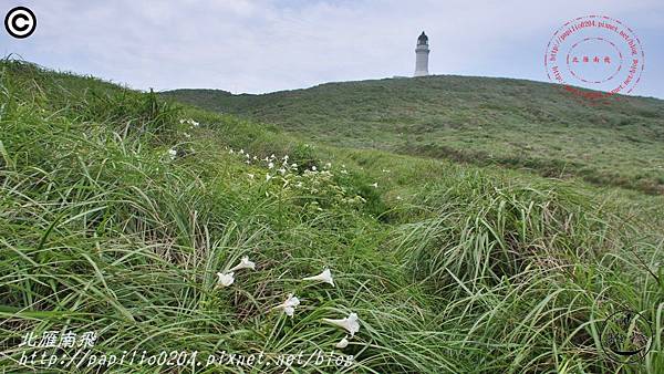 鐵砲百合(彭佳嶼 2015.05.03)12.JPG