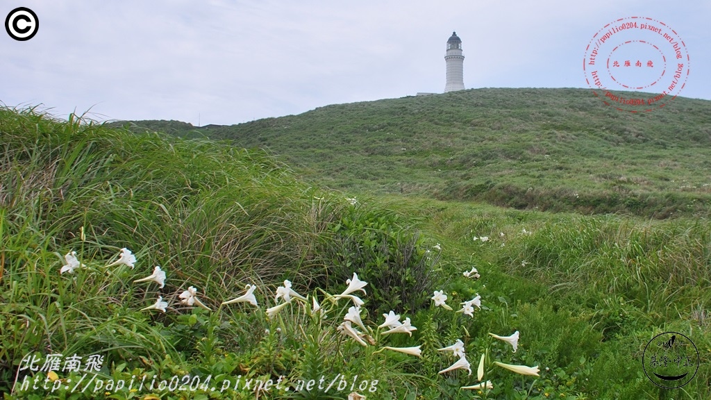 鐵砲百合(彭佳嶼 2015.05.03)13.JPG