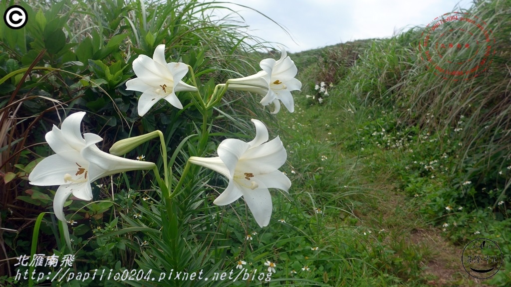 鐵砲百合(彭佳嶼 2015.05.03)25.JPG