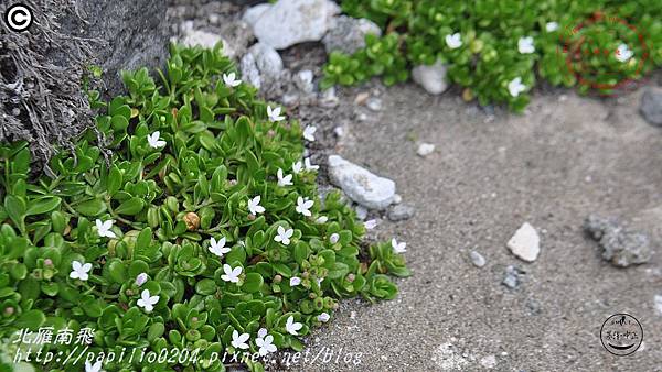 脈耳草(彭佳嶼 2015.05.03)01.JPG