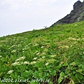 彭佳嶼島上的防葵花海(2015.05.03)01.JPG