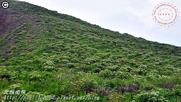 彭佳嶼島上的防葵花海(2015.05.03)02.JPG