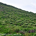 彭佳嶼島上的防葵花海(2015.05.03)02.JPG