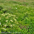 彭佳嶼島上的防葵花海(2015.05.03)03.JPG