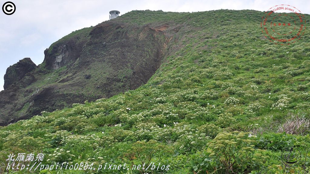 彭佳嶼島上的防葵花海(2015.05.03)06.JPG 彭佳嶼島上的防葵花海(2015.05.03)06.JPG