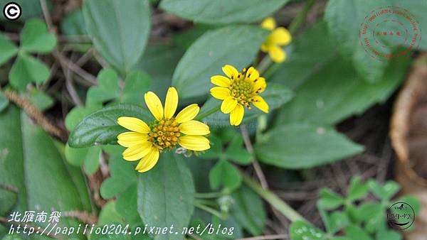 雙花蟛蜞菊(彭佳嶼 2015.05.03)01.JPG