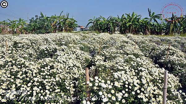 [苗栗‧銅鑼] 2016杭菊芋頭節菊祥如芋中平村杭菊秘境08.JPG