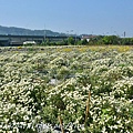 [苗栗‧銅鑼] 2016杭菊芋頭節菊祥如芋中平村杭菊秘境12.JPG