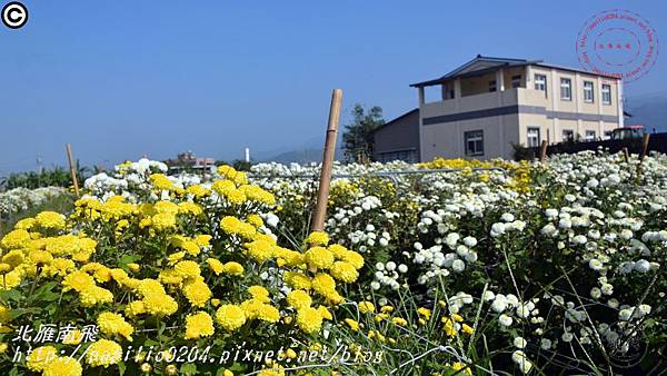 [苗栗‧銅鑼] 2016杭菊芋頭節菊祥如芋中平村杭菊秘境16.JPG