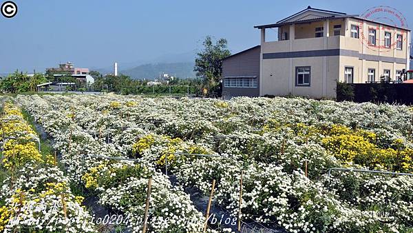 [苗栗‧銅鑼] 2016杭菊芋頭節菊祥如芋中平村杭菊秘境18.JPG