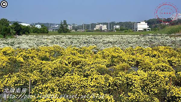 [苗栗‧銅鑼] 2016杭菊芋頭節菊祥如芋銅鑼村杭菊秘境01.JPG