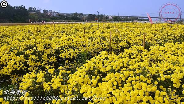 [苗栗‧銅鑼] 2016杭菊芋頭節菊祥如芋九湖村杭菊花海11.JPG