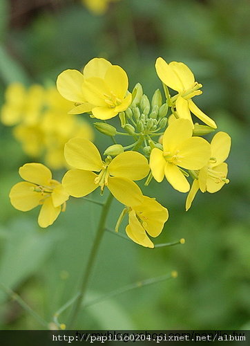 油菜花