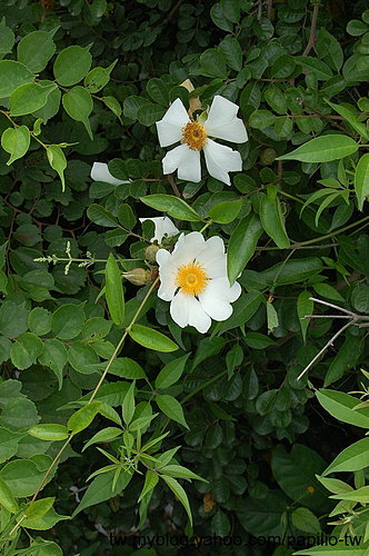 琉球野薔薇