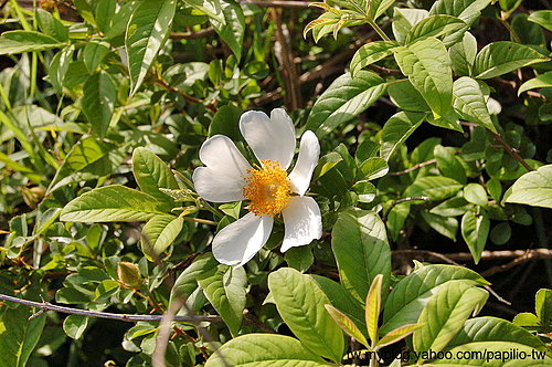 琉球野薔薇