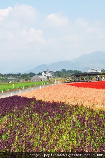 一串紅