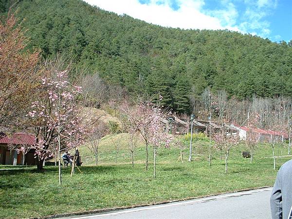 轉眼來到武陵農場啦...這邊真的是落「櫻」繽紛