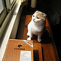 雪茄盒上的貓