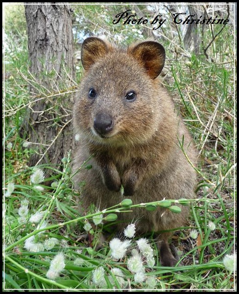 可愛的Quokka