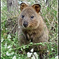 可愛的Quokka