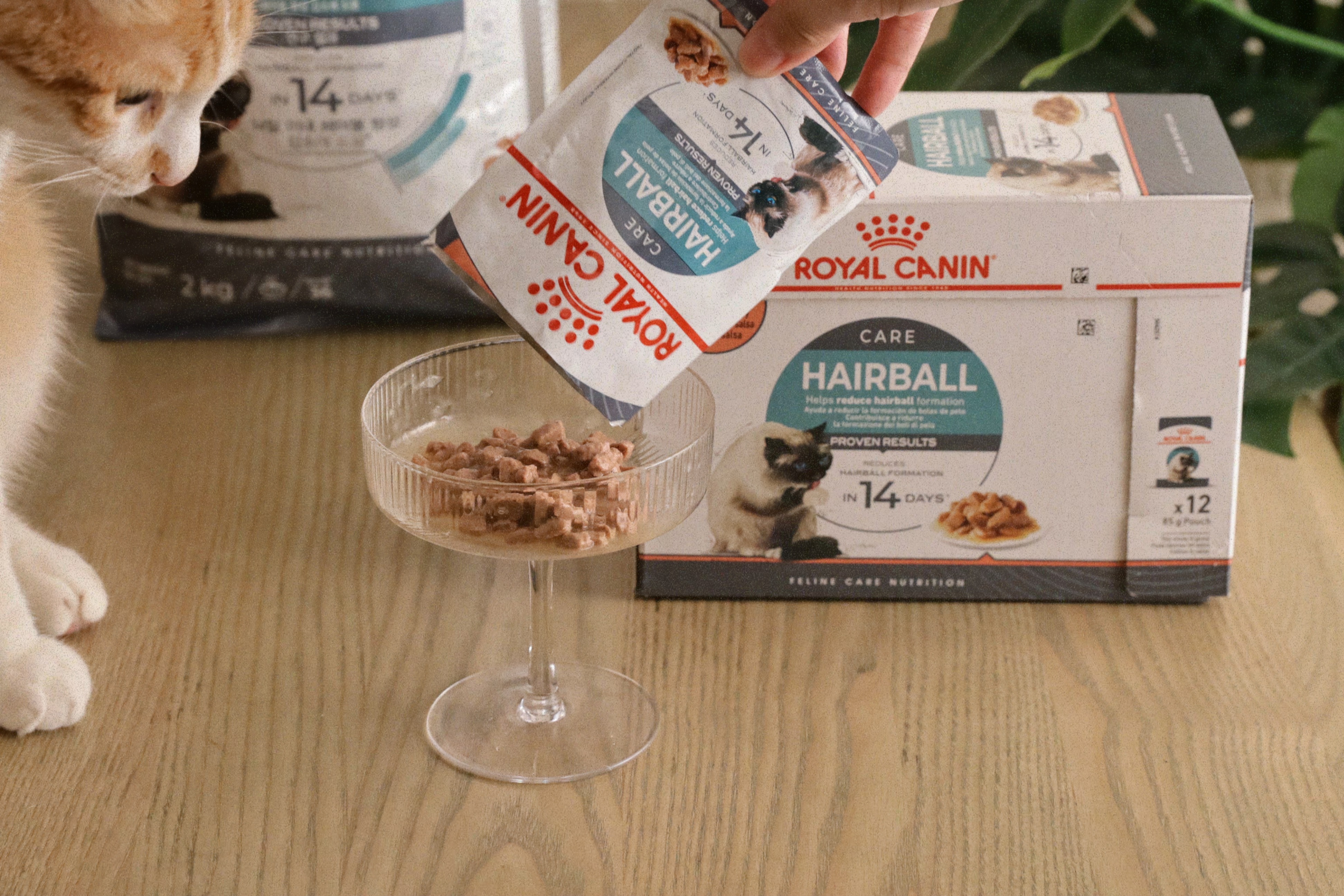 【開箱貓飼料推薦】ROYAL CANIN法國皇家IH34 有