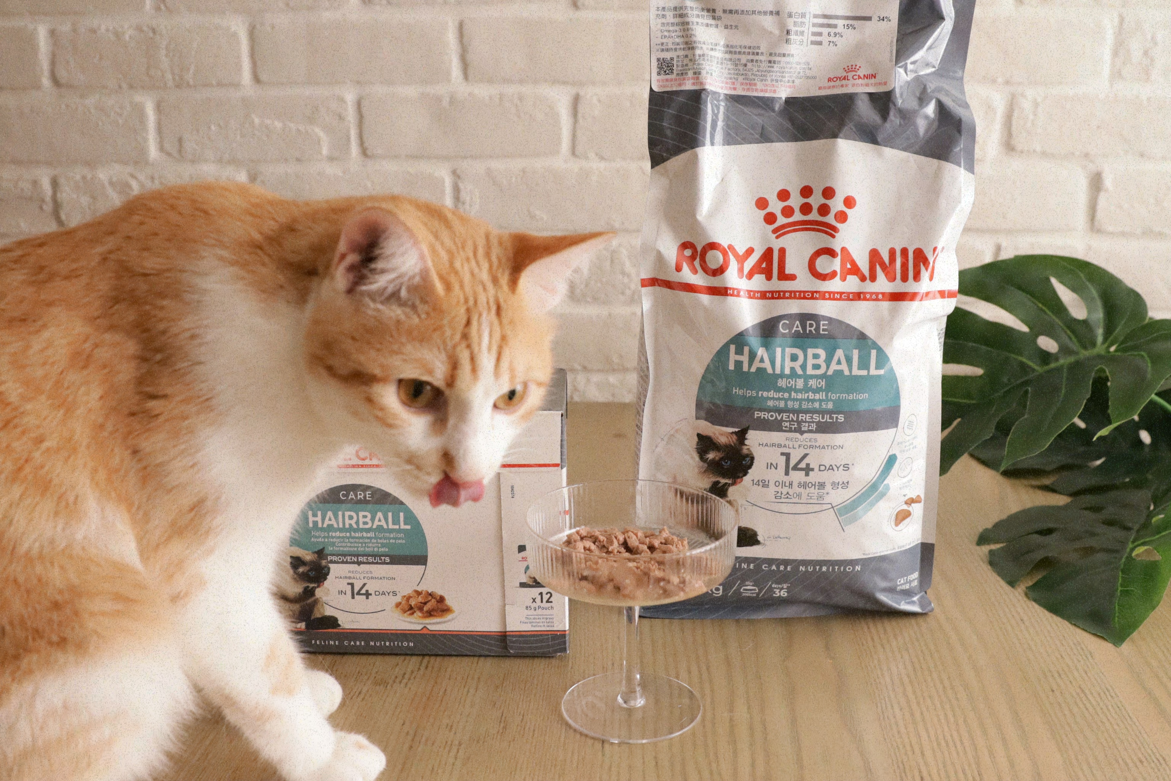 【開箱貓飼料推薦】ROYAL CANIN法國皇家IH34 有