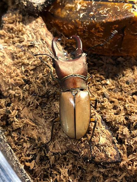 雞冠細身赤鍬形蟲的繁殖與飼養 Cyclommatus Mniszechi Park的創作 巴哈姆特 雞冠細身赤鍬形蟲的繁殖與飼養 Cyclommatus Mniszechi Park的創作 巴哈姆特