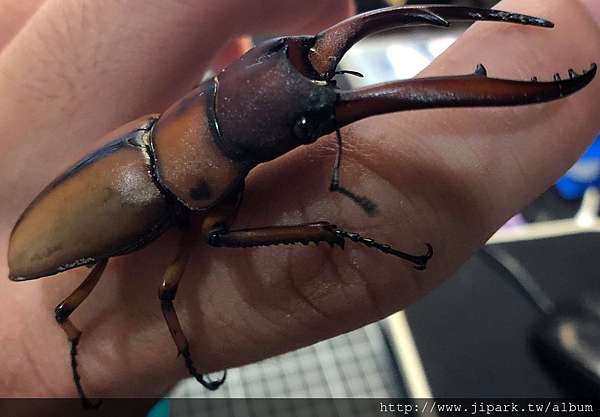 兩點赤鋸鍬形蟲的繁殖與飼養 Prosopocoilus Astacoides Blanchardi 甲蟲鋼彈 痞客邦 兩點赤鋸鍬形蟲的繁殖與飼養 Prosopocoilus Astacoides Blanchardi 甲蟲鋼彈 痞客邦