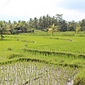 Ubud-47.jpg