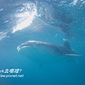 whaleshark.jpg